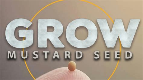 Grow Mustard Seed Youtube