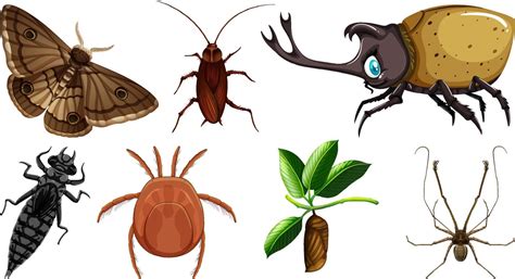 Conjunto De Diferentes Tipos De Insectos 12668294 Vector En Vecteezy