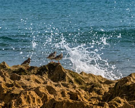 Sandpipers And Splashes Stock Image Image Of Waves 173164159