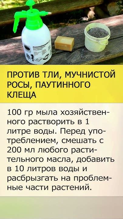 Мыльно масляный раствор против вредителей - YouTube