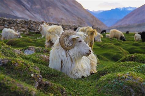 The Rare and Exotic Changthangi Goat of Ladakh – PASHWRAP