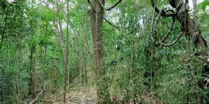 BOSQUES CADUCIFOLIOS Características Flora y Fauna