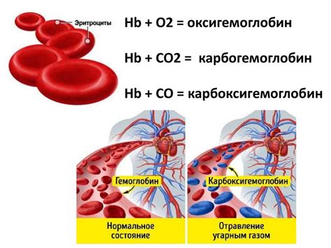 Эритроциты. Тканевая совместимость и переливание крови - презентация онлайн