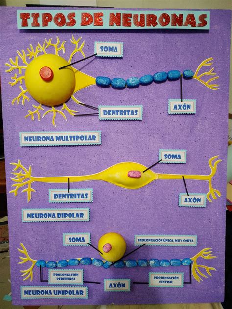 Tipos De Neuronas Artofit