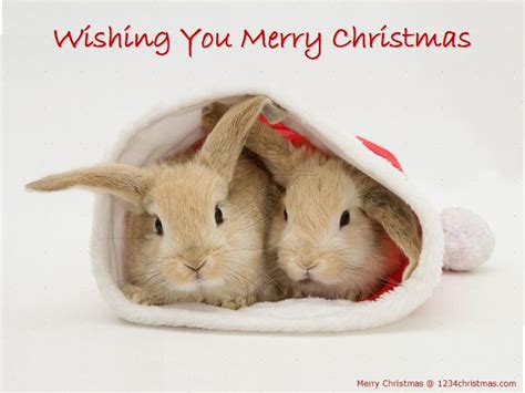 Christmas Bunnies Wish You Merry Christmas Christmas Bunny Bunny