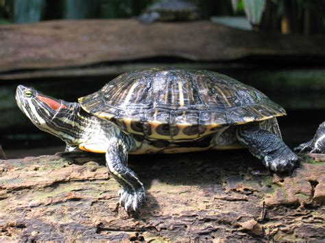 Red Eared Slider Free Photo Download Freeimages