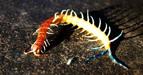 Centipede Bites: Pictures, Symptoms, First Aid, and More