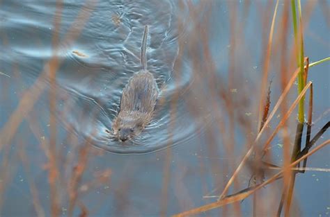 Muskrat Minnesota Anoka County Fridley Springbrook Nat Flickr