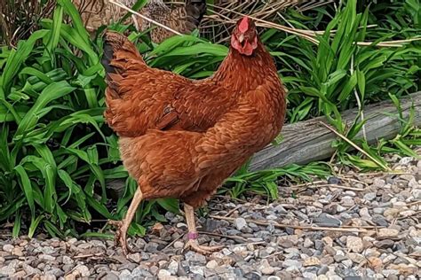 Cinnamon Queen Chicken A Complete Breed Guide Flocks And Foliage