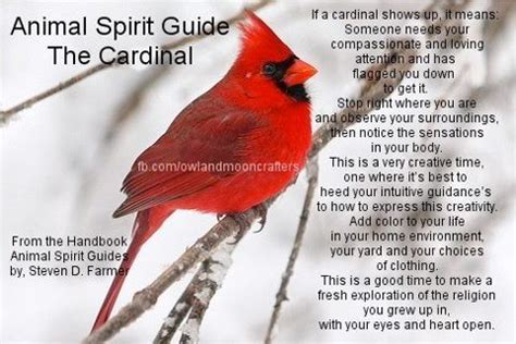 Animal Spirit Guide : The Cardinal | Animal spirit guides, Animal spirit guide, Spirit animal