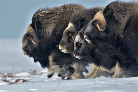 Top 10 cold weather animals - Depth World