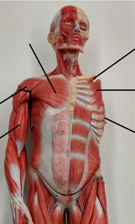 Appendicular Muscles Diagram Quizlet