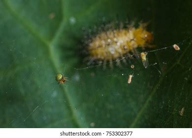 Very Small Weaver Spider On Web Stock Photo 753302377 | Shutterstock