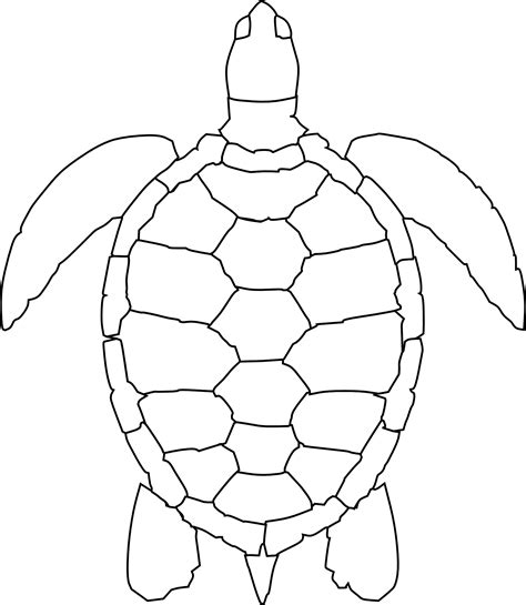 Turtle Drawing Free Image Download