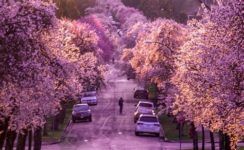 19 Facts About Vancouver Cherry Blossom Festival - Facts.net