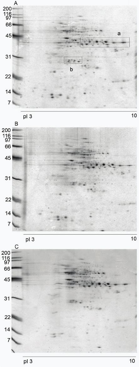 Homogenization Design D Sds Page Protein Pattern Obtained By