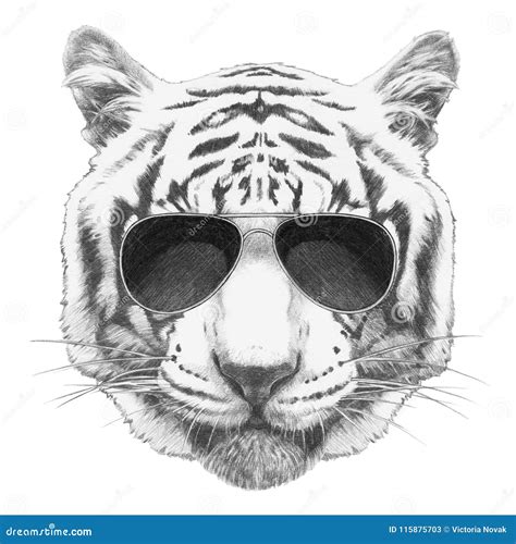 Portrait Of Tiger With Sunglasses Hand Drawn Illustration Stock Illustration Illustration Of