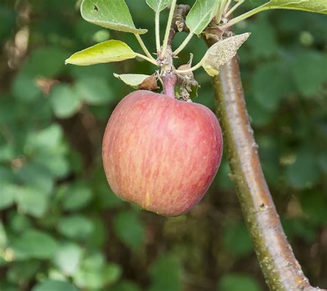 Fuji Apple