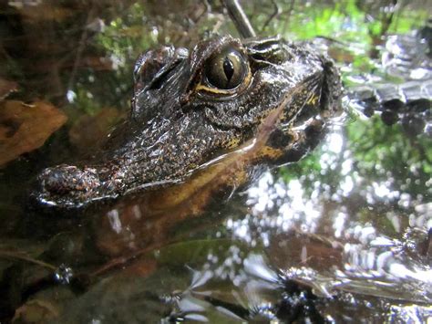 Dwarf Crocodile - A-Z Animals