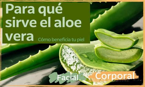 Para qué sirve el aloe vera y cómo beneficia tu piel