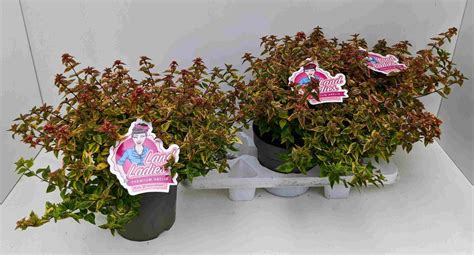 Abelia X Grandiflora Lady Summerdream — Рослини оптом Floraccess