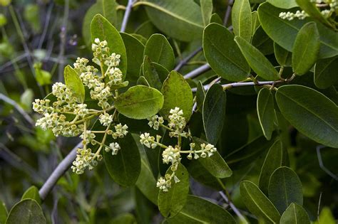 White Mangrove (laguncularia Racemosa) Photograph by Bob Gibbons - Pixels