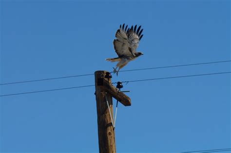 Prevention Of Bird Related Power Outages Ansi Blog