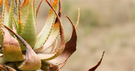 Reasons Why Your Aloe Vera Is Turning Brown And How To Fix Them