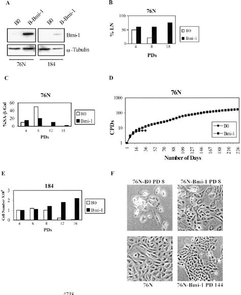 Figure 1 From The Bmi 1 Oncogene Induces Telomerase Activity And