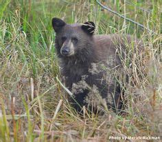 19 Popular Wildlife in South Lake Tahoe ideas in 2022 | south lake ...