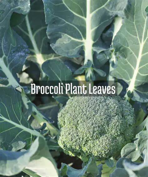 Are Broccoli Plant Leaves Edible The Surprising Benefits