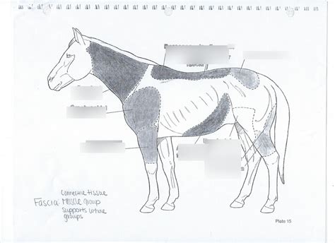 Horse Fascia Diagram Quizlet