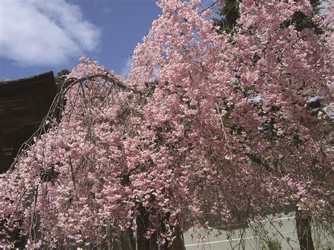 Cherry-Picked Sakura Spots on the Edges of Kyoto | Kyoto City Official ...