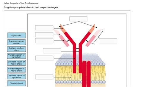 Label The Parts Of The T Cell Receptor