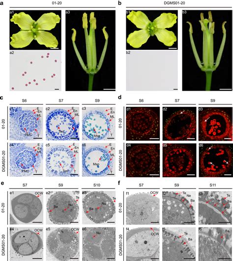 Phenotypes And Cytological Characteristics Of Wild Type 01 20 And The