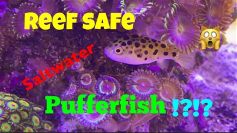 Is This Pufferfish Reef Safe YouTube