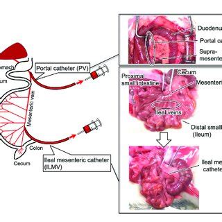 Summary Of Cannulation Into The Ileal Mesenteric Vein And The Portal