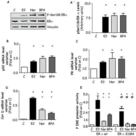 Western Blot Analysis Of P38mapk Phosphorylation In Mcf 7 Cells