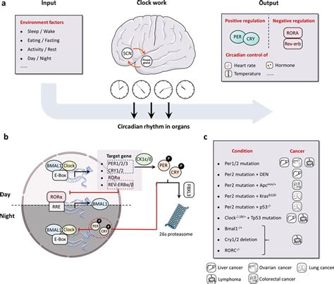 Regulation Of Circadian Rhythms And Their Functions In Cancer A The