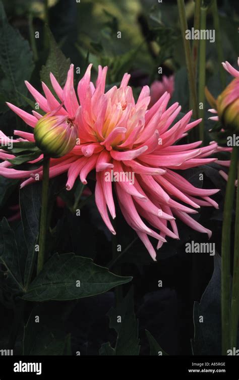 Dahlia Park Princess Stock Photo Alamy