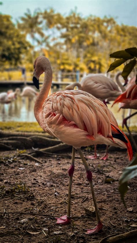 Flamingos Lago Natureza Foto Gratuita No Pixabay Pixabay