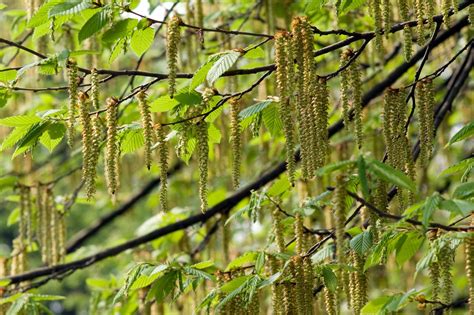 Alder Definition Description Tree Wood And Facts Britannica