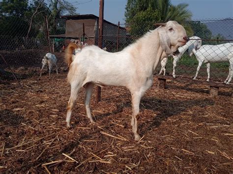 18 Months White Sojat Male Goat 65 At Rs 500 Kg In Satara ID