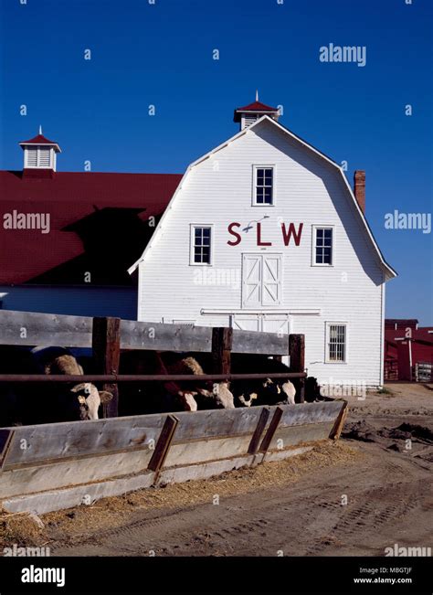 cattle ranch barn stock photo alamy