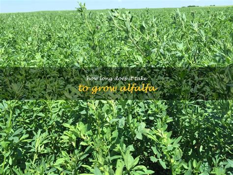 Discover How Quickly You Can Grow Alfalfa In Your Garden Shuncy