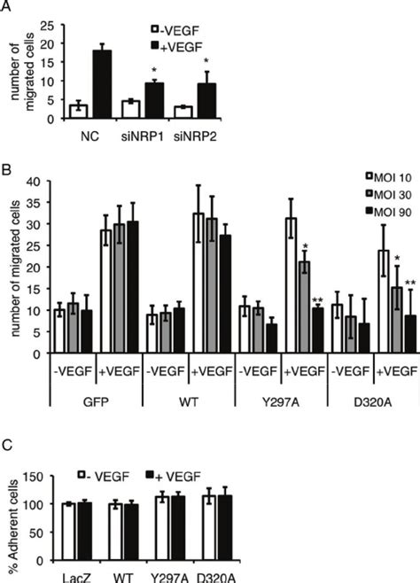 Vegf A 165 Binding To Nrp1 Is Required For Migration But Not For