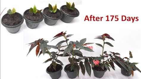 How To Propagate Angel Wing Begonias Easy Plant Expert Tips Atelier