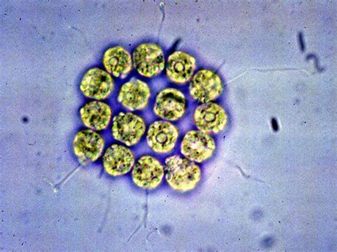 Theory Of The Evolution Of Sexes Tested With Algae