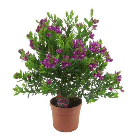 Polygala myrtifolia — Plant Wholesale FlorAccess