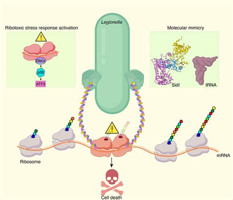 How A Pathogenic Bacterium Uses Molecular Mimicry To Compromise A Cell